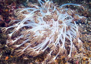Xenia Coral/Photographed with a Canon 60 mm macro lens at... by Laurie Slawson 